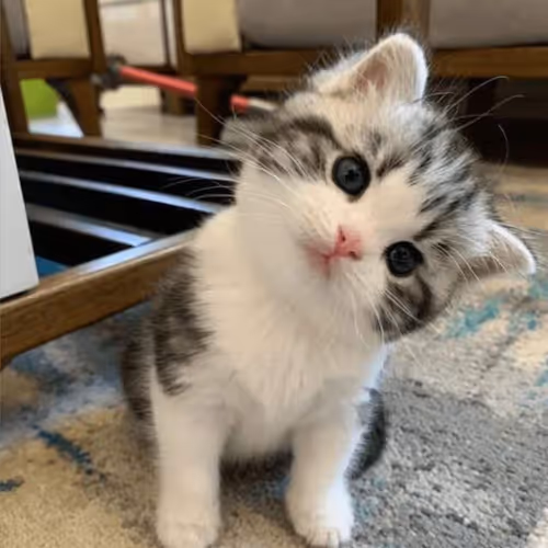 Meow meow