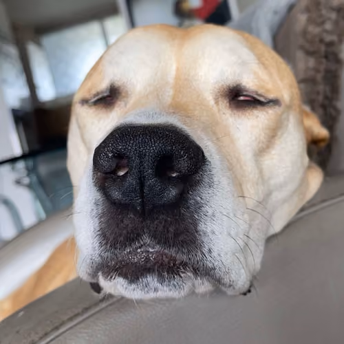 Nala 