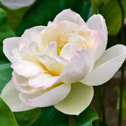 lotus