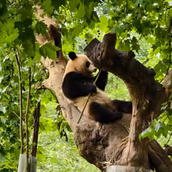 panda