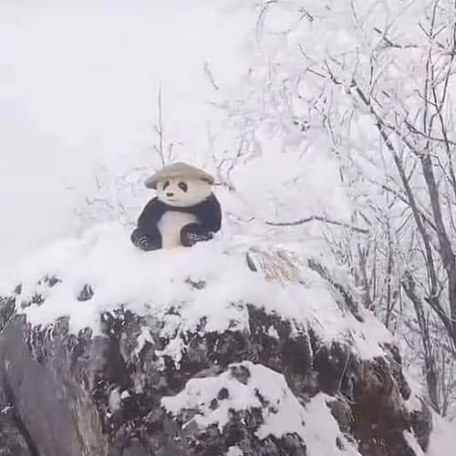 Zen Panda Energy