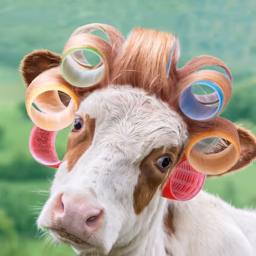 cow 2