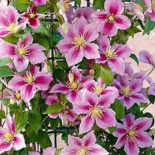 clematis #21