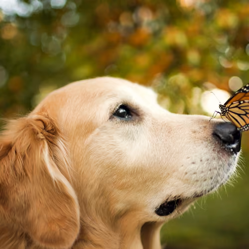 Animal 2