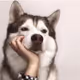doodooge