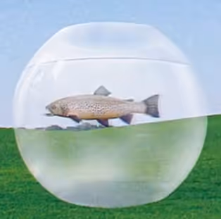 Mr. Fish 3