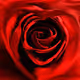 roseb