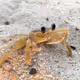 crabZORA (airdrop)