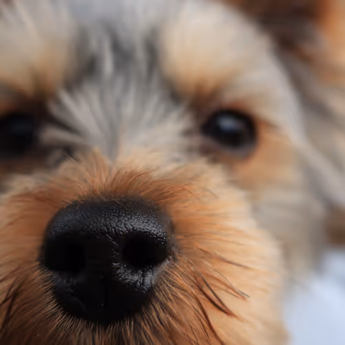Boopable Nose
