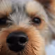 Boopable Nose