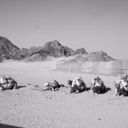  camel in the heat