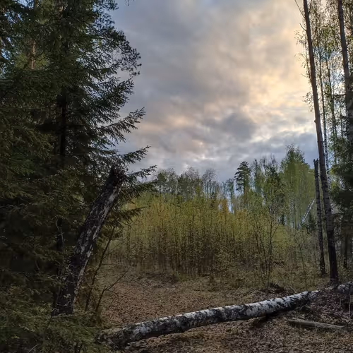 Forest