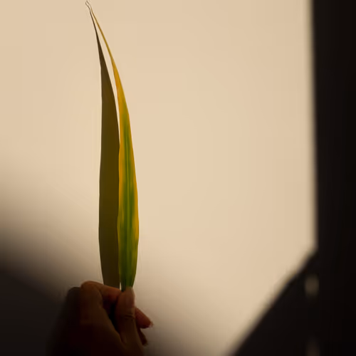A leaf 19