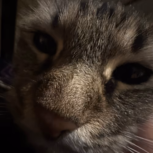 Dori