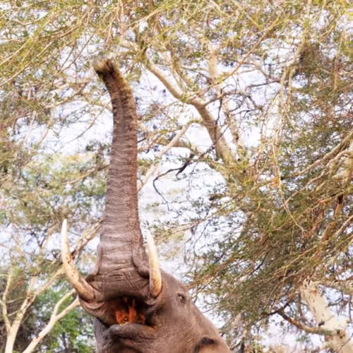 elephant 1