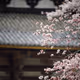 Donut Bokeh - Sakura 1