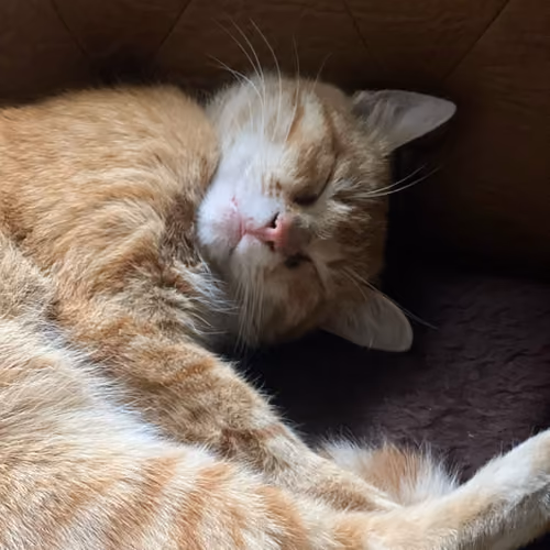 sleep