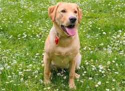 international_dog_day_1692974397743_1692974414085