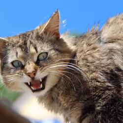  Meow kitty