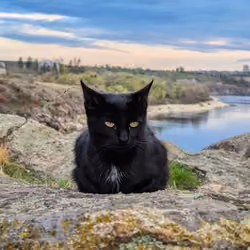 Mr Black
