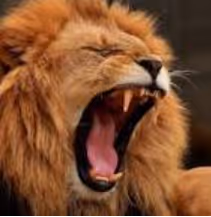 lion