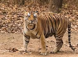 tiger