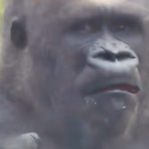 The monkey condemns