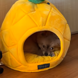 Living in a 🍍 under the sea