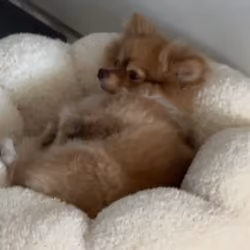A ball of Floof