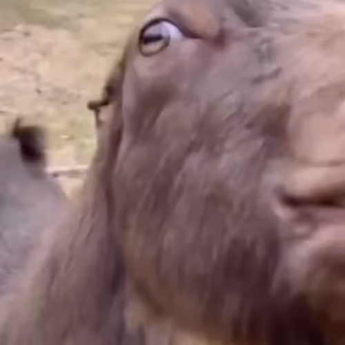 bleh