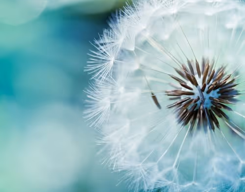 Dandelion FT