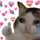 sad cat