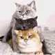 Love Cats