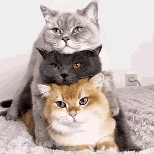 Love Cats