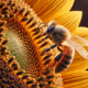world of insects