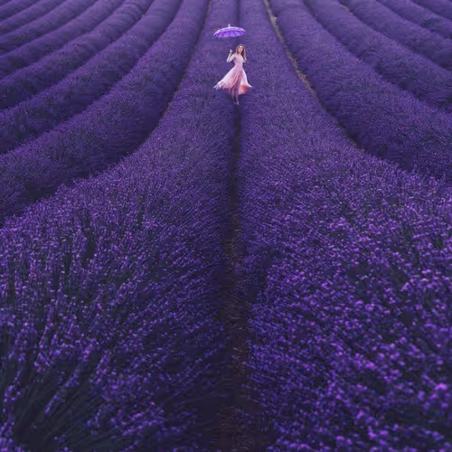 Lavander 27
