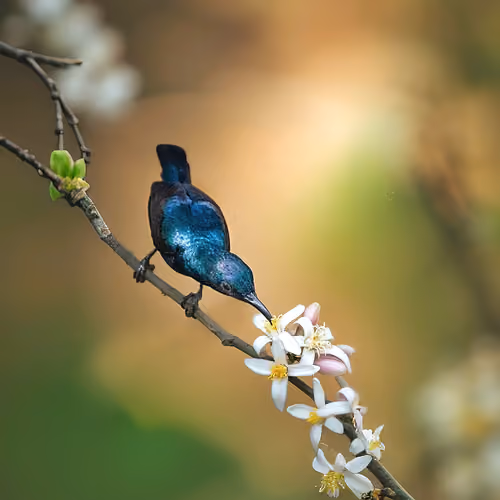 Purple Sunbird