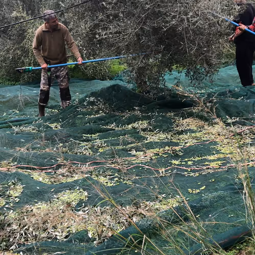This is how olive oil comes out !!!