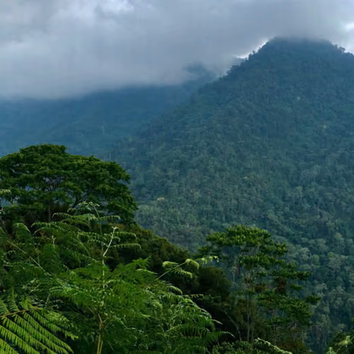 Jungle two