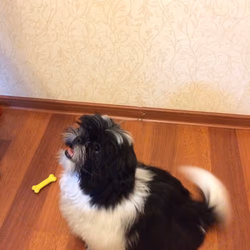  dog 1