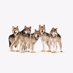 Zorb wolves