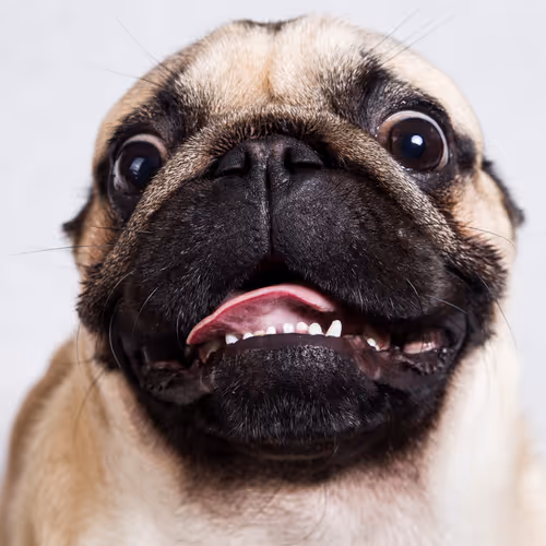 Just PUG