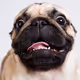Just PUG