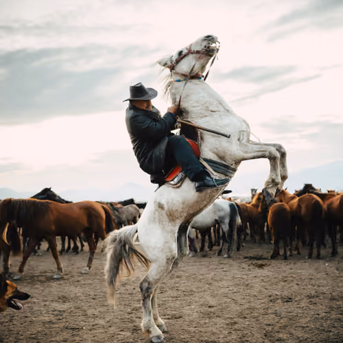 horses