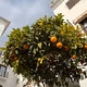 orangre