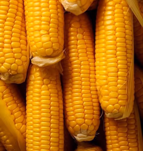 Golden Harvest: The Essence of Corn
