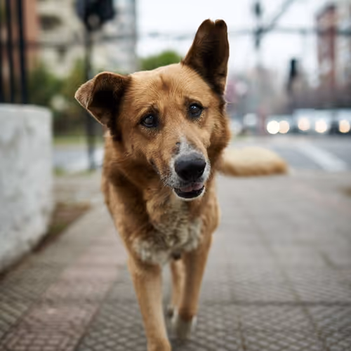 Stray dog