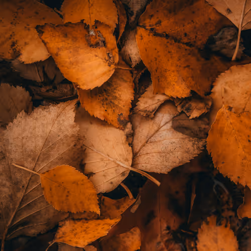 leaves