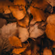 leaves
