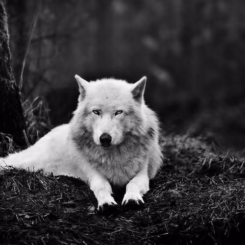 WOLF